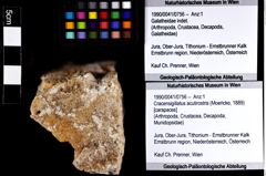 Foto (Objket + Etiketten) von Cracensigillatus acutirostris (Moericke, 1889) 